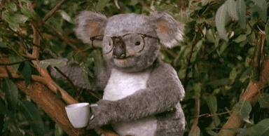 考拉 玩偶 博学 攻击 搞笑 koala