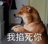 萌宠 汪星人 我掐死你 生气 搞怪 逗