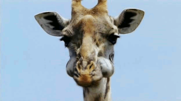 长颈鹿 咀嚼 蓝天 头部 看着你 无聊 giraffe