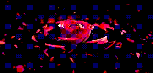 情人节 玫瑰 花瓣 红色 幸福 旋转