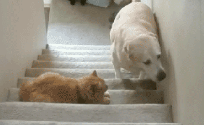 喵星人 猫咪 可爱 萌宠