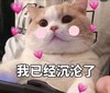 萌宠 猫星人 我已经沦陷了 心动 呆萌 可爱