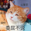 委屈不说 猫咪 想哭 难过