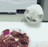 猫咪 白色 盘子 香肠 白毛 筷子