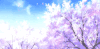 sakura gif