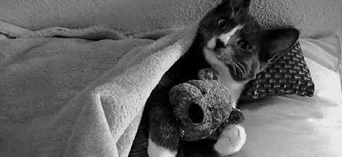 猫咪 躲进被里 拥抱 小熊