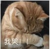 萌宠 猫星人 我哭 难受 呆萌 可爱