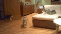 哈士奇 Siberian husky 蹦跶 欢脱