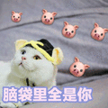 猫 猪头 脑袋