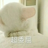 超委屈 猫咪 捂脸 白毛 趴着
