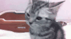 猫咪 可爱 萌宠 寻找