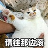 萌宠 猫星人 请往那边滚 再见 呆萌 可爱