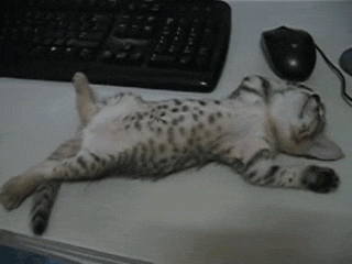 猫咪 躺着 键盘 鼠标