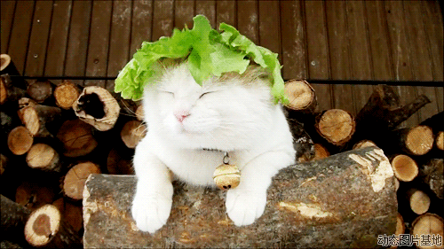 白菜 可爱 动物 唯美 猫猫 梦幻