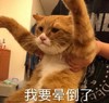 萌宠 猫星人 我要昏倒了 再见 搞怪 逗