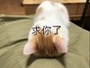 萌宠 猫星人 求你了 可怜 呆萌 可爱