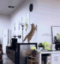 萌宠 猫星人 搞怪 逗 动图