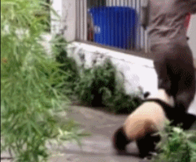 大熊猫 不要走 抱大腿 粘人