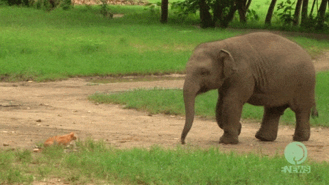 大象 elephant 散步 绕道
