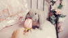 宠物 动物 GIF 兔子 萌 gif