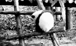 熊猫 国宝 攀登 动物