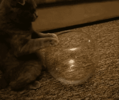 玻璃瓶 钻进去 猫咪 可爱