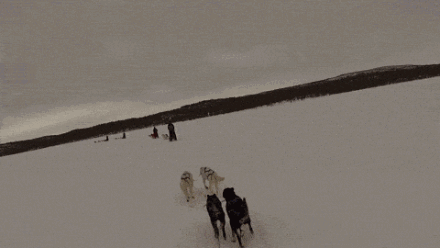 狗狗 奔跑 拉雪橇 雪景