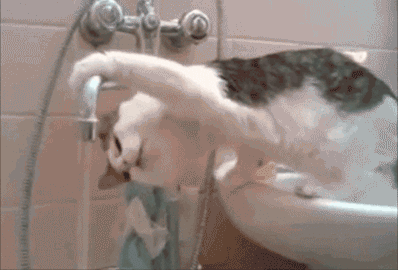 猫咪 很聪明 喝水
