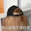萌宠 汪星人 偷心盗贼不请自来 无奈 呆萌 可爱
