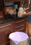 食物 狗狗 掉进去了 尴尬了