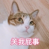 萌宠 猫星人 关我屁事 嫌弃 呆萌 可爱