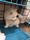 狗狗 可爱 玩耍 白色