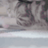 猫咪 玩耍 鸡蛋 调皮