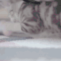 猫咪 玩耍 鸡蛋 调皮