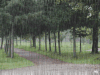 下雨 树林 雨天