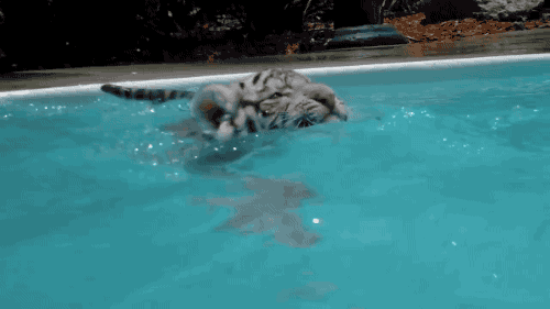 老虎 游泳 水 蓝色