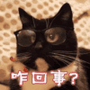 猫咪 蒙圈 咋回事