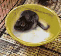 动物 搞笑