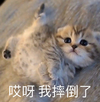 萌宠 猫星人 哎呀 我摔倒了 呆萌 可爱