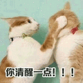 你清醒一点 生气 猫