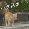 猫 萌宠 动物 soogif soogif出品 一步两步似爪牙 是魔鬼的步伐