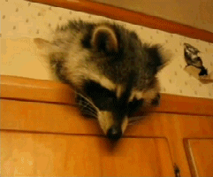 浣熊 raccoon 喂食play 钻洞 土遁 西瓜