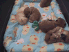 柴犬 幼崽 治愈 萌 Shiba Inu