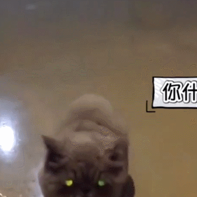 动物 萌宠 搞笑 娱乐 可爱