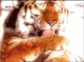 老虎 舔 大猫 洗脸 萌萌哒
