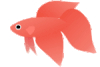 鱼 fish 游  动画
