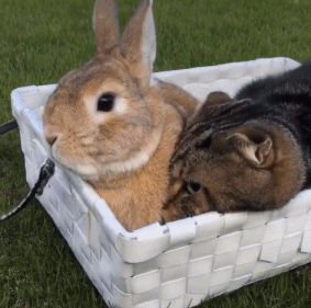 兔子 猫咪 好朋友