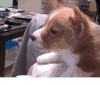 狗狗 萌宠 可爱 抚摸