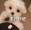 萌宠 汪星人 不约好吧 拒绝 呆萌 可爱