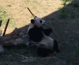 动物 熊猫 呆萌 可爱 搞笑